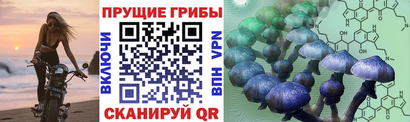 Псилоцибиновые грибы прущие грибы  блэк спрут tor  Себеж 